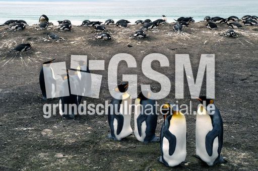 01-Königspinguin (12 von 84).jpg